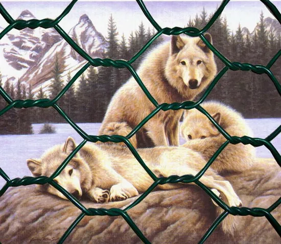 Hexagonal Wire Mesh/Galvanised Steel Fencing Netting 