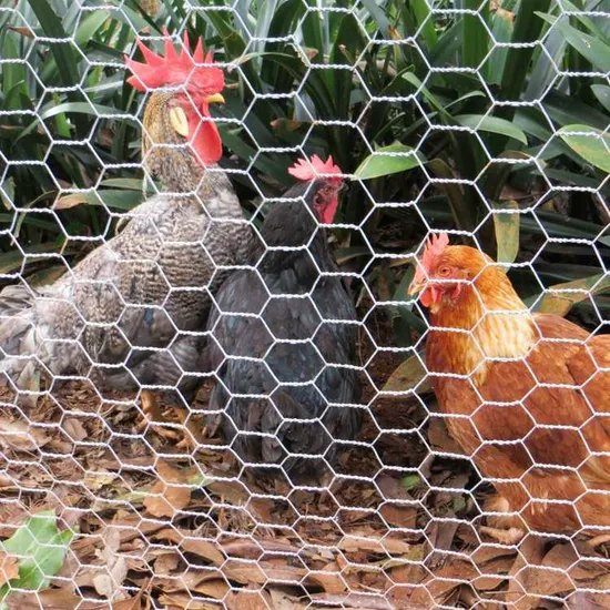Galvanized Hexagonal Wire Mesh Netting Boundary Fencing Chicken Mesh Netting 